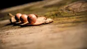 Immagine in miniatura 6 da offerta 'Set utensili professionale...'