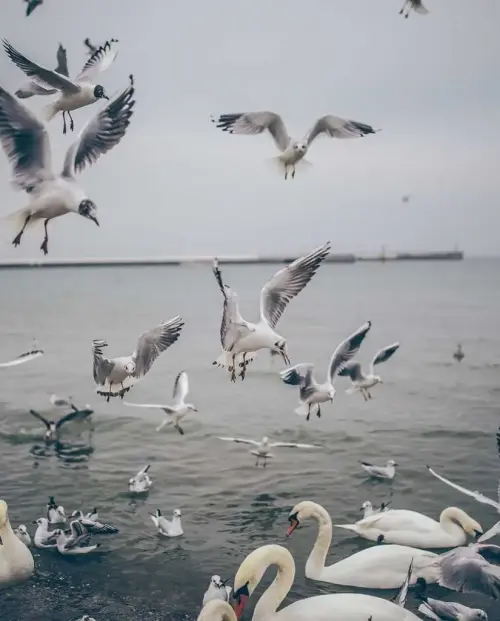 Bild 1 von Angebot 'Zuverlässiger Nutzfahrzeug-Tr'
