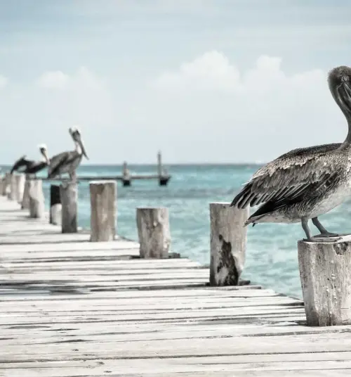 Image 4 de offre 'Vélo Électrique/Trekking 28''
