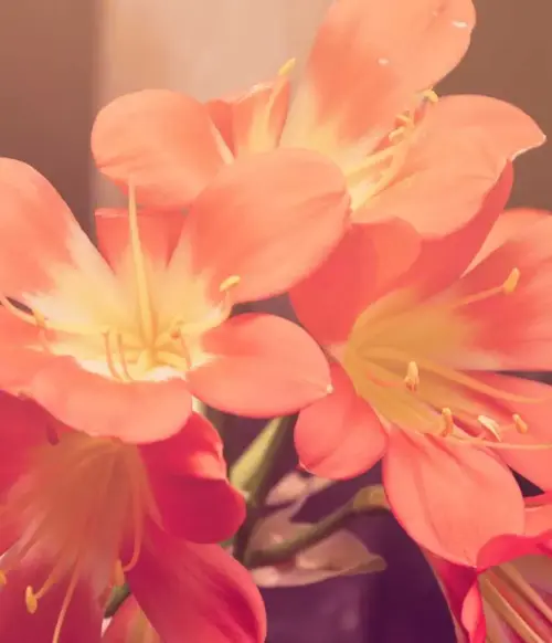 Image 2 de offre 'Set SUP avec pagaie et pompe...'