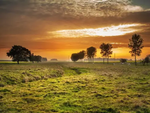 Immagine 3 da offerta 'Cavallo da passeggio...'