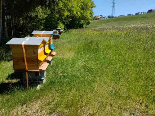 Image 1 de offre 'A remettre rucher Arconciel'