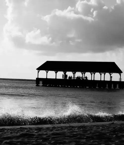Image 1 de offre 'Plantes de balcon et graines...'