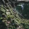 Immagine in miniatura 1 da offerta 'Assistenza giardinaggio...'